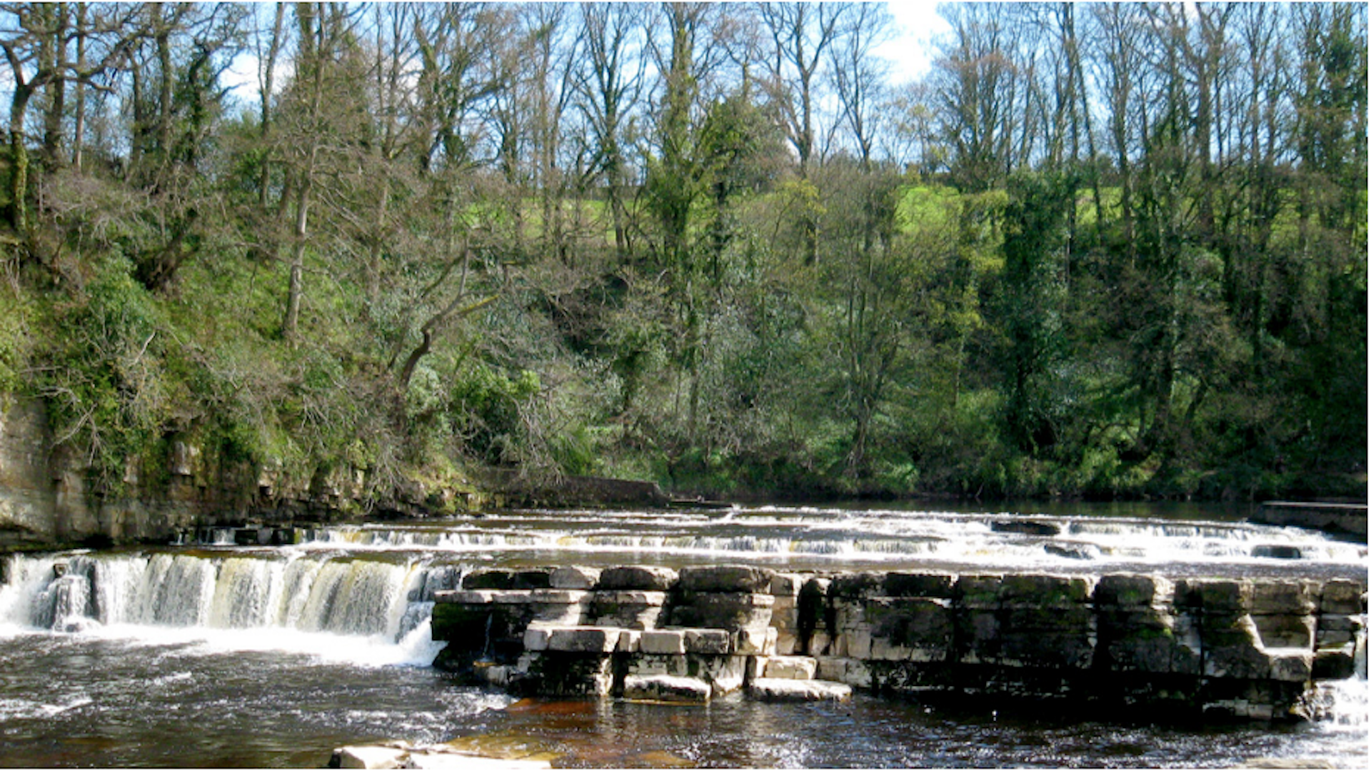 Aysgarth Falls. Water plunges over a rock ledge in a wide tree-lined river in the Yorkshire Dales