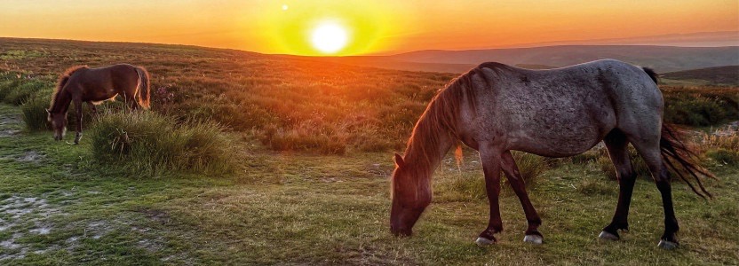 two moorland ponies grazing at sunset on the Quantock Hills in Somerset