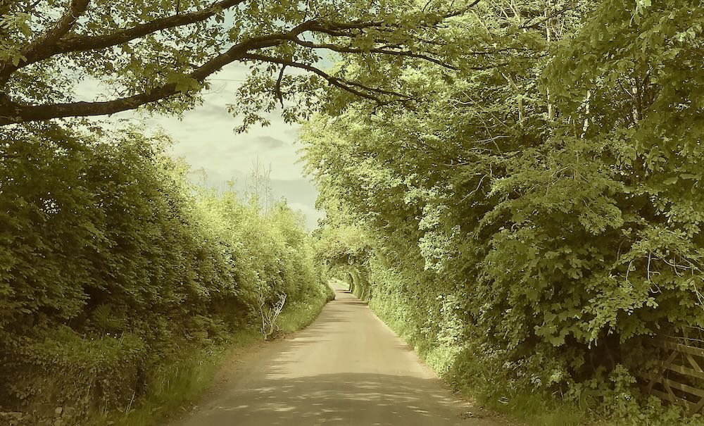 An empty Exmoor lane lined by high beech hedges and trees .