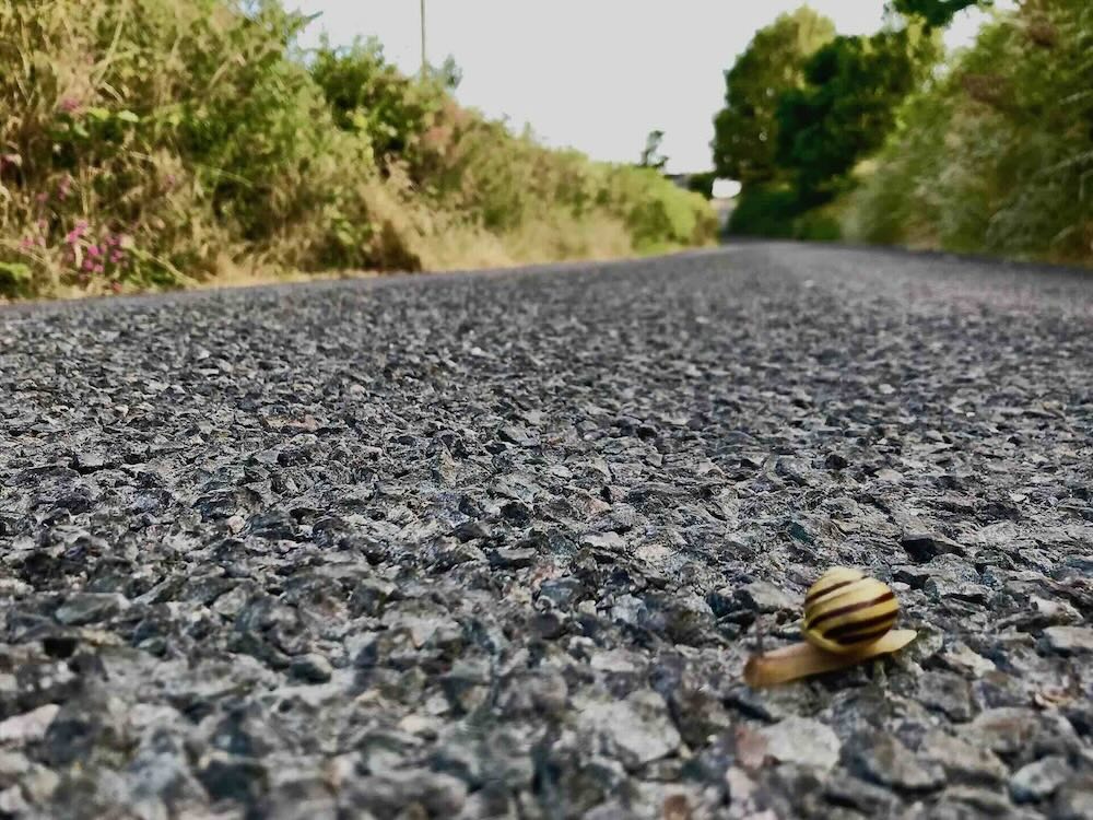 A snail crossing an empty country lane in North Devon.