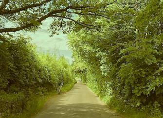 An empty Exmoor country road runs beneath a cathedral of beach tree.