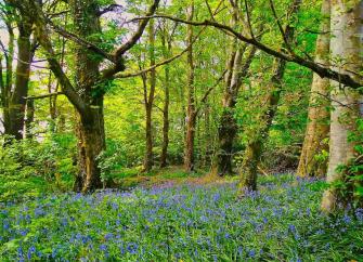 A walker follows a beechwood path surrounded by a carpet of bluebells.