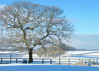 A snow-covered countryside with a large tree in the foreground with branches lined with snow.