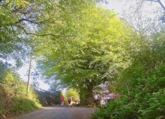 In a Devon country lane, 2 walkers and their dog pass under the branches of a Beech tree in full spring leaf.