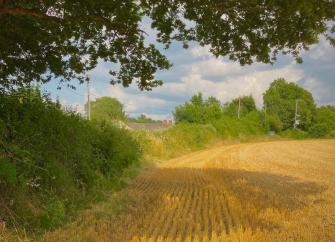 curving lines of newly cut wheat stubble flow under the shadow of an oak tree in East Devon. 