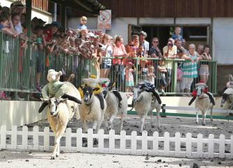 A sheep race with sheep carrying woolly knitted jockeys jump small fences, watched by a crowd of people.