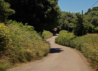 A winding, empty North Devon country lane in high summer.