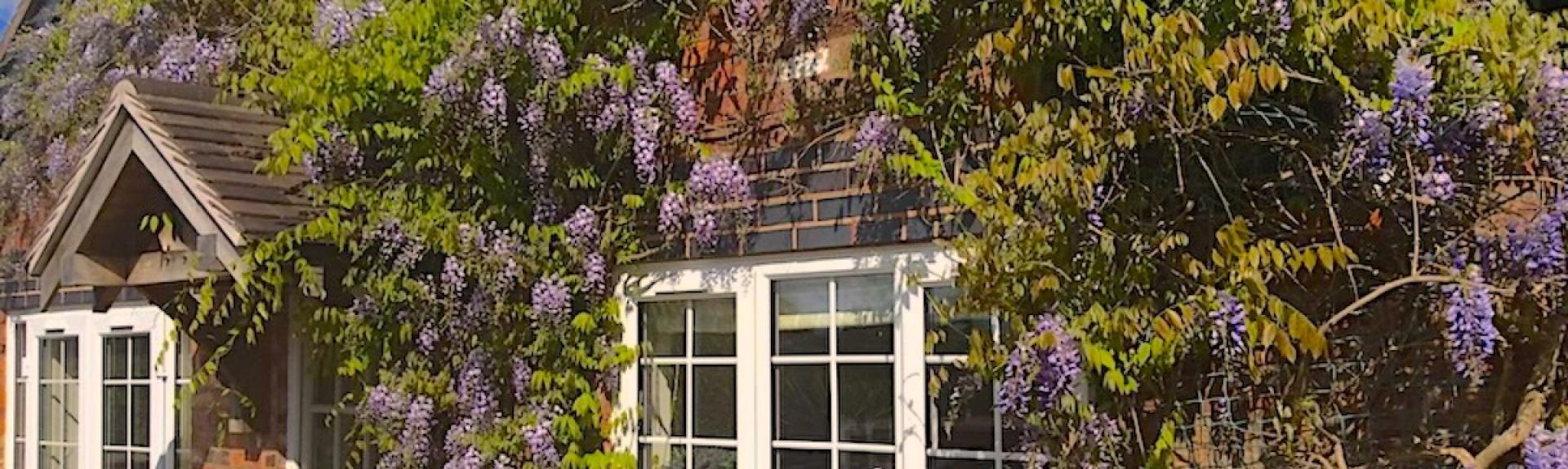 Flowering wistera climbs a house wall around cottage windows.