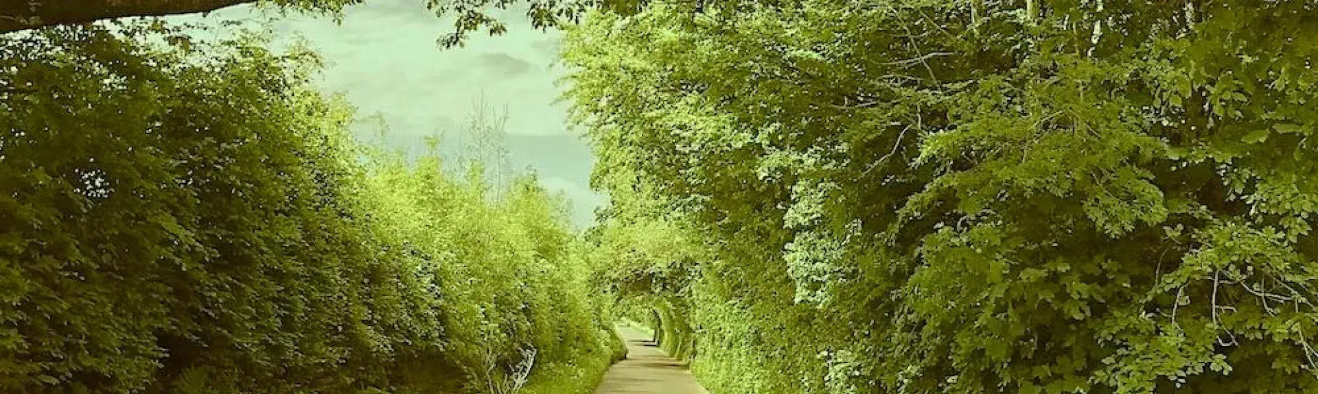 An empty Exmoor country road runs beneath a cathedral of beach tree.