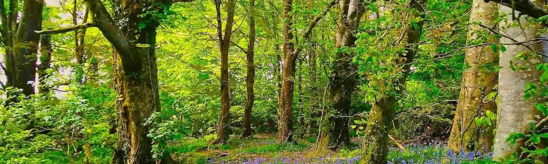 A walker follows a beechwood path surrounded by a carpet of bluebells.