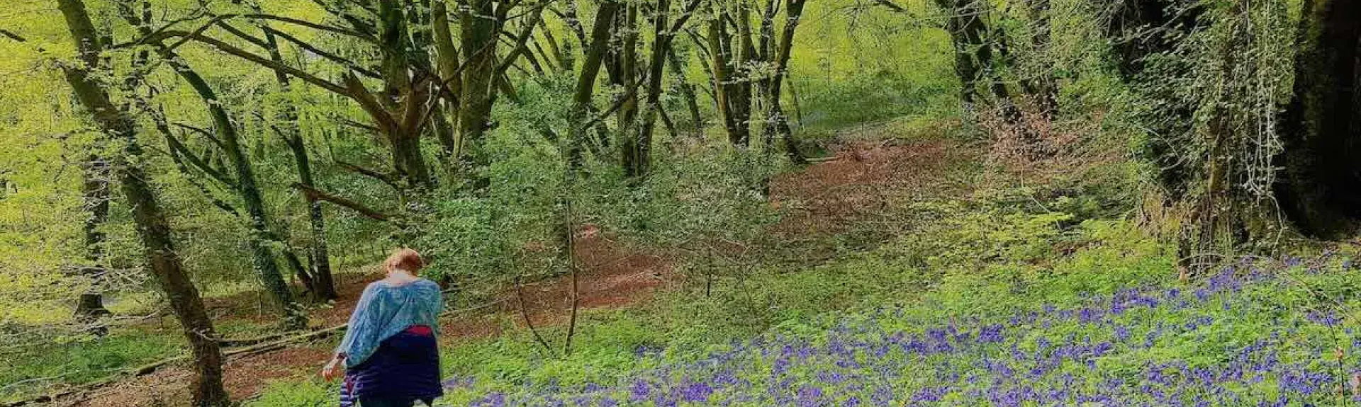 A woman walks down a footpath in a beech wood amongst a carpet of bluebells.