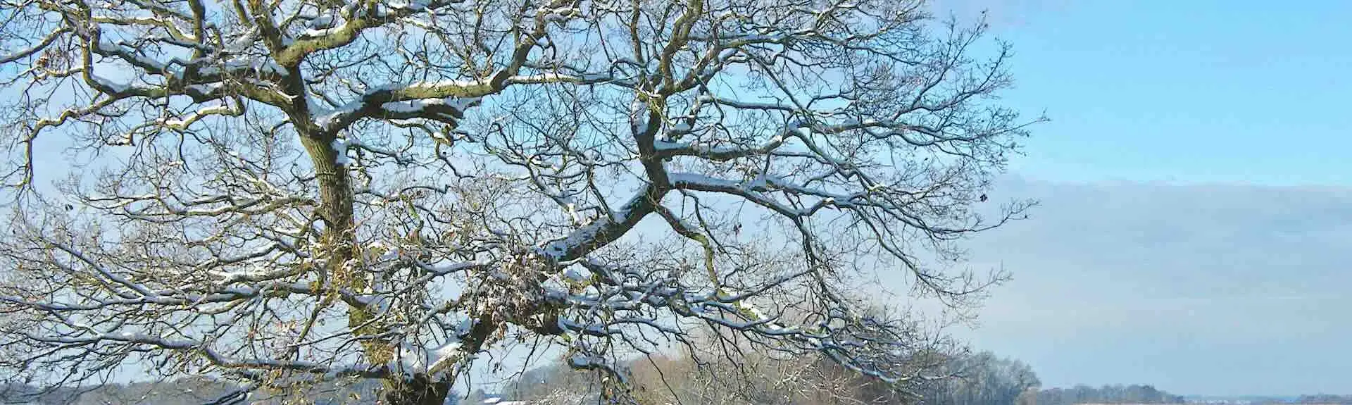 A snow-covered countryside with a large tree in the foreground with branches lined with snow.