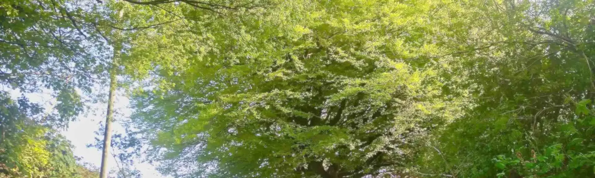 In a Devon country lane, 2 walkers and their dog pass under the branches of a Beech tree in full spring leaf.