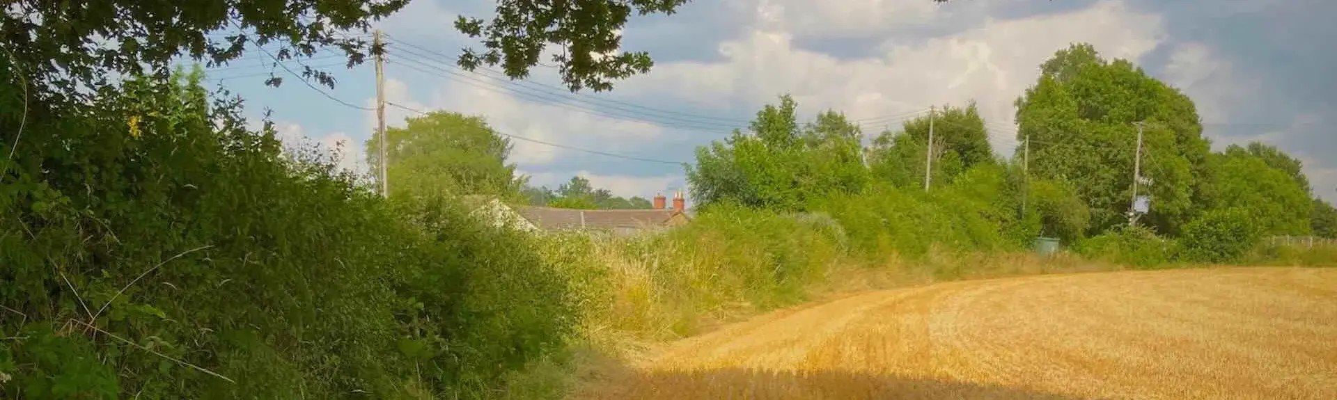 curving lines of newly cut wheat stubble flow under the shadow of an oak tree in East Devon. 