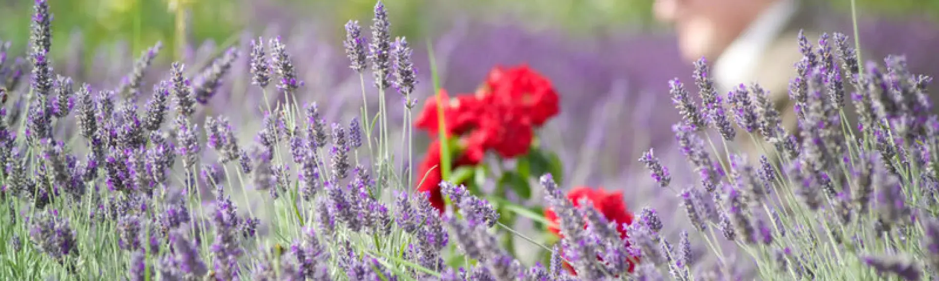 The head and shoulders of a man rising above a field of lavender and wild poppies in full bloom.