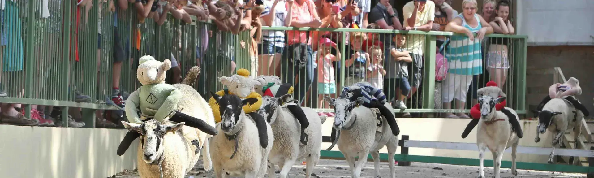 A sheep race with sheep carrying woolly knitted jockeys jump small fences, watched by a crowd of people.