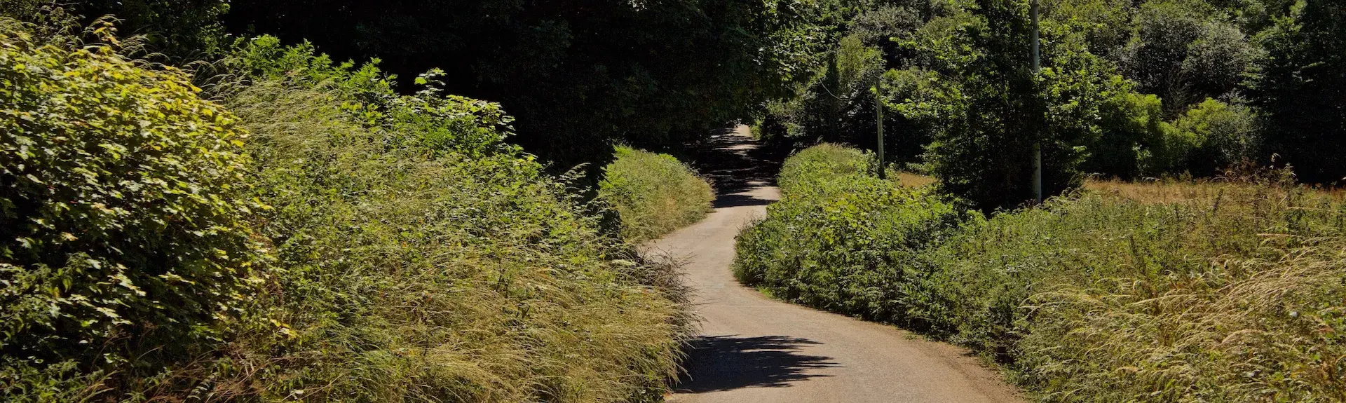 A winding, empty North Devon country lane in high summer.