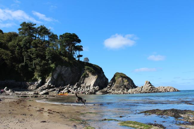 A sandy beach at low tide with a pine tree-clad rocky promontory in the background at Lee Bay in North DEvon..