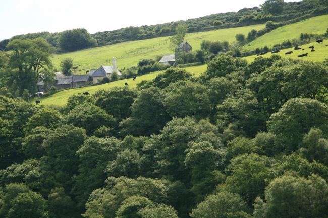 The exmoor hamlet of Stoke Pero - a cluster of farm houses gather around a church on a steep partially wooded hillside.