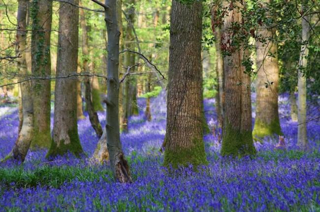 Woodland trees amidst a carpet of bluebells.