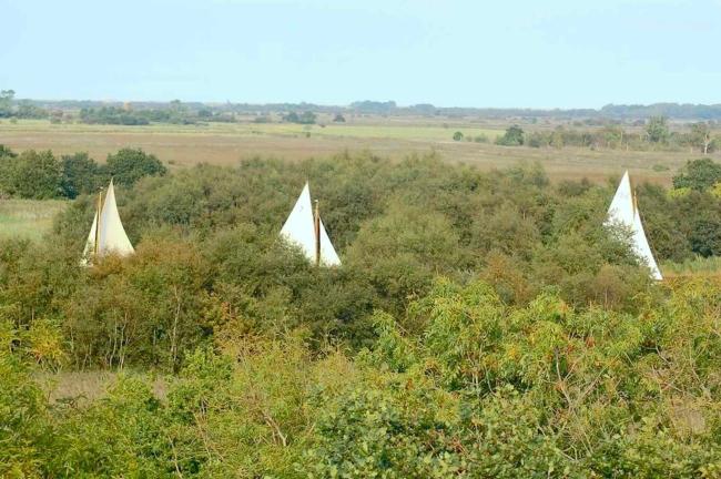 3 yacht sails appear above the trees and bushes hiding a river in the Norfolk Broads