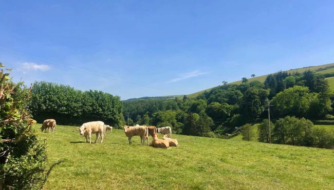 Jersey cows graze peacefully in a hillside field in front of woodland.